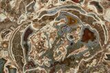 Polished Baker Ranch Thunderegg (Half) - New Mexico #373450-1